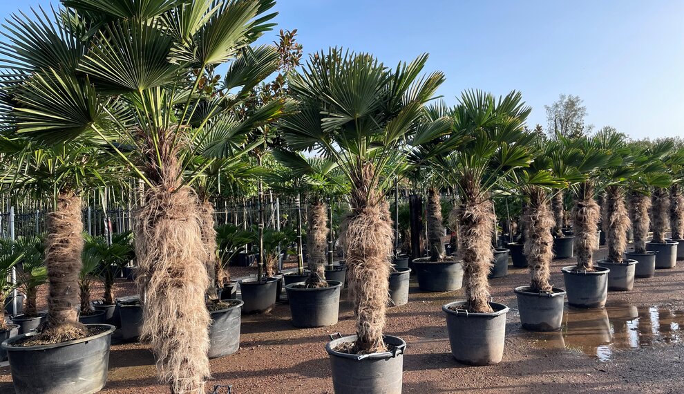 Ontdek de Trachycarpus wagnerianus palmboom