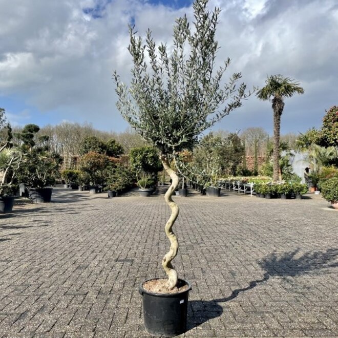 Olijfboom (Olea europaea) spiraal stam / gedraaide stam