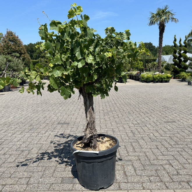 Druivenrank (Vitis vinifera 'Moscatel') 15/20 stamomtrek halfstam