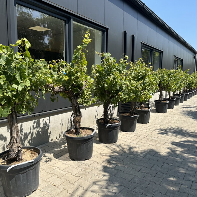 Druivenrank (Vitis vinifera 'Moscatel') 15/20 stamomtrek halfstam