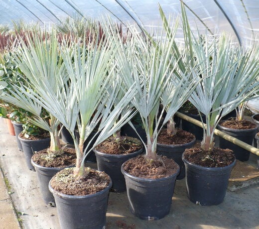 Brahea armata (Mexicaanse blauwe palm)