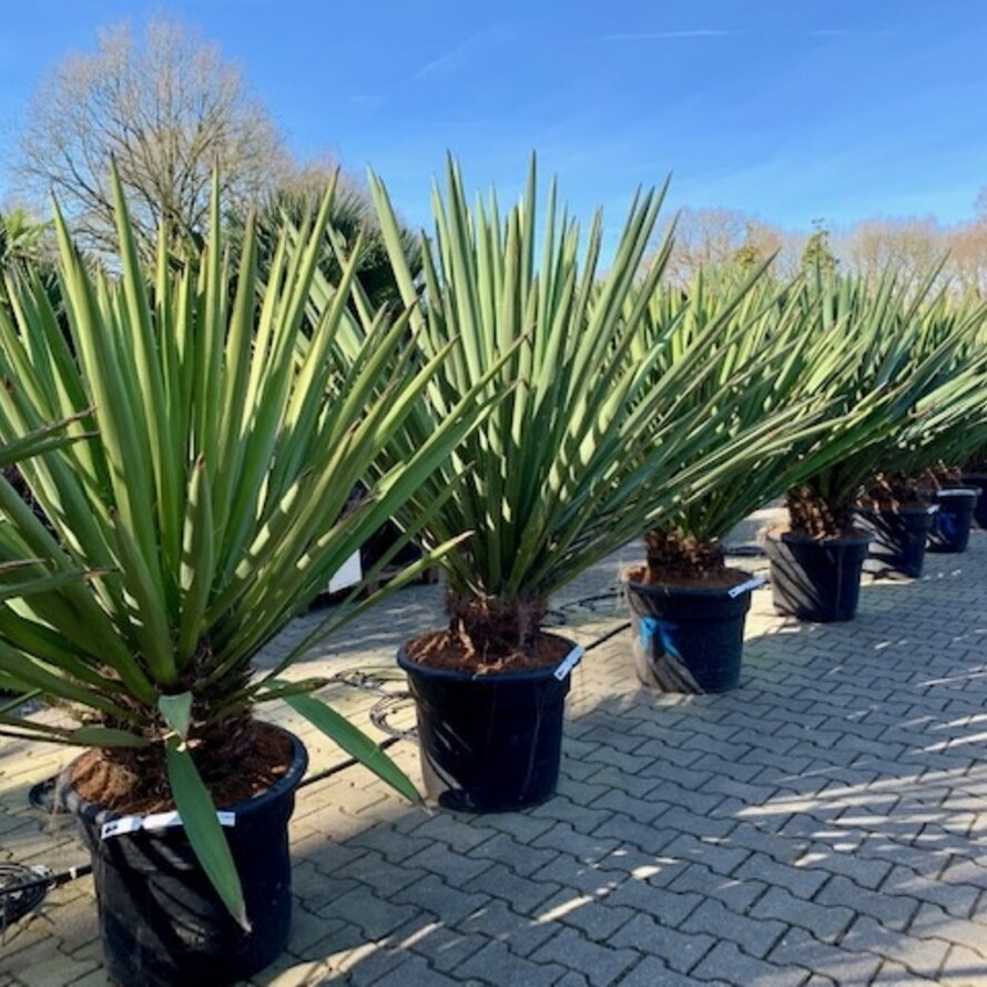 Yucca diversen