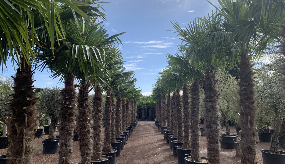 Onderhoud van winterharde palmbomen