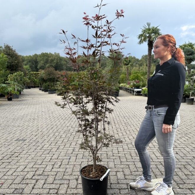 Acer (Japanse esdoorn) palmatum Bloodgood