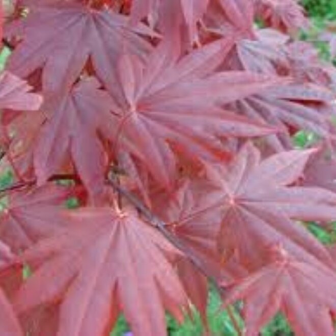 Acer (Japanse esdoorn) palmatum Bloodgood