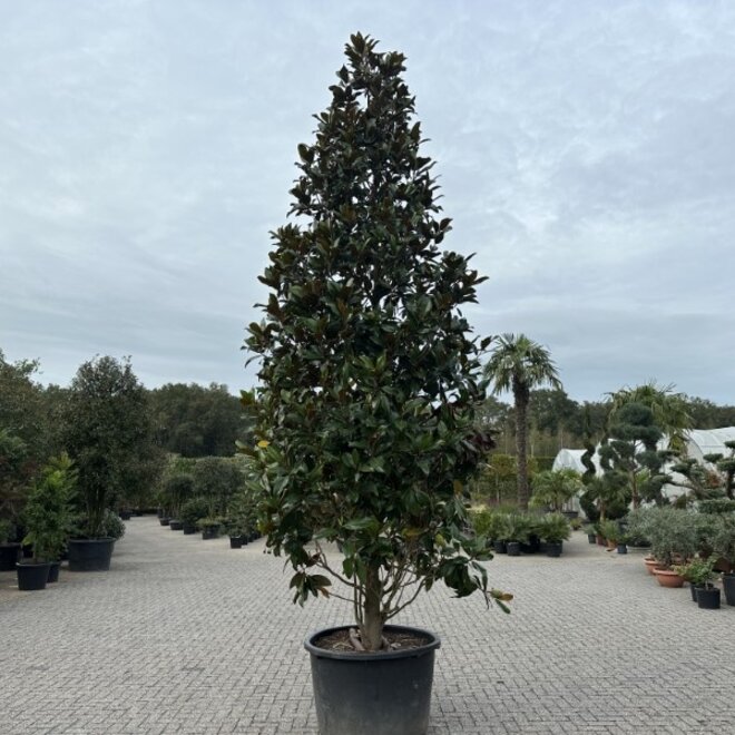 Magnolia grandiflora Gallisoniensis 400/450 cm