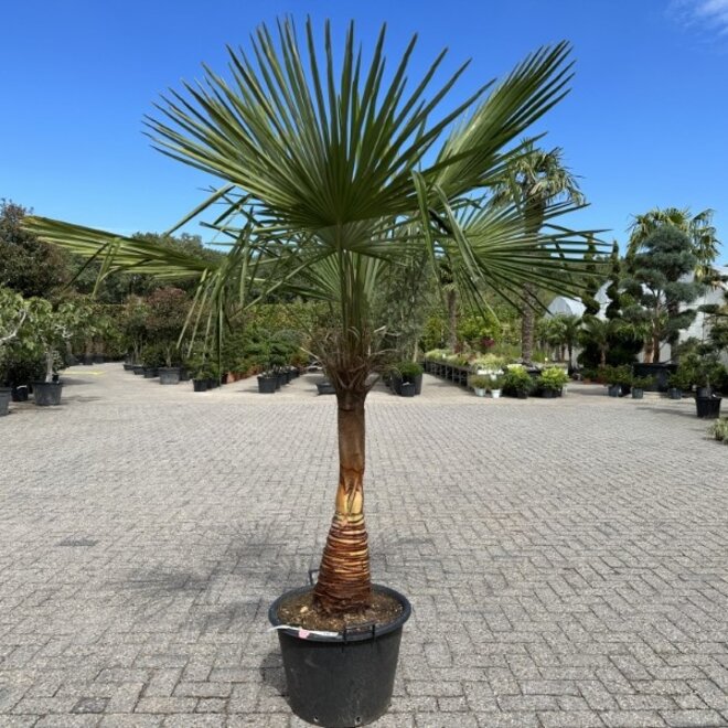 Trachycarpus fortunei - geschilde stam