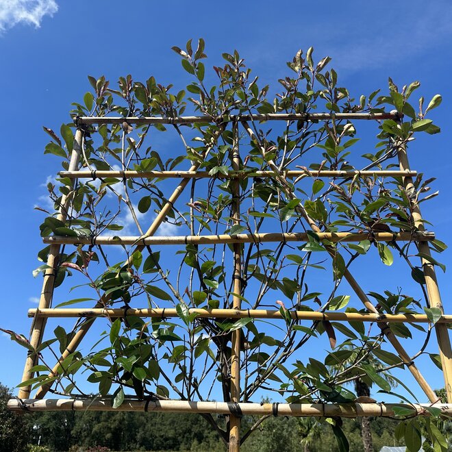 Photinia fraseri Red Robin groenblijvende leiboom