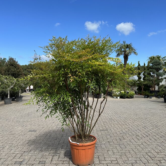 Nandina domestica planthoogte 175/200 cm (Hemelse bamboe)