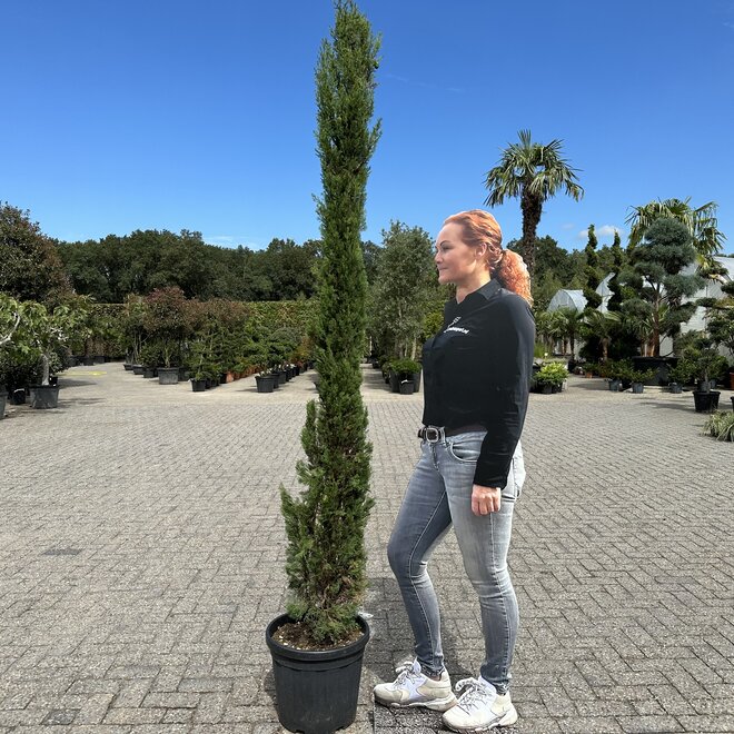 Cupressus sempervirens Sancorey (Cipressen) 180/200 cm