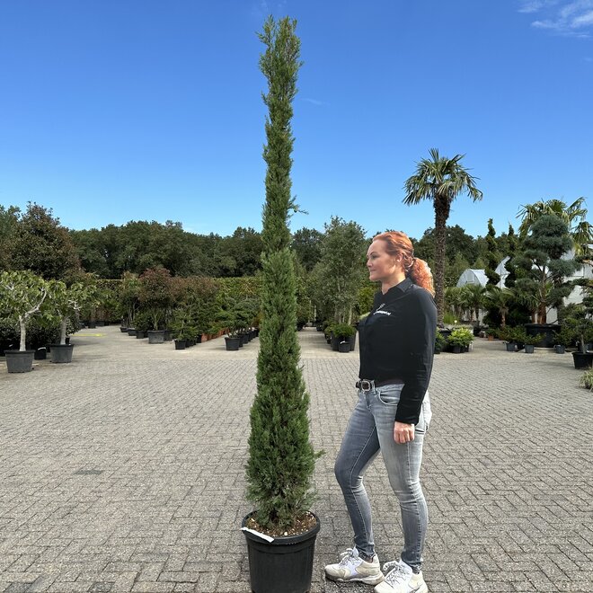 Cupressus sempervirens Pyramidalis 250/300 cm