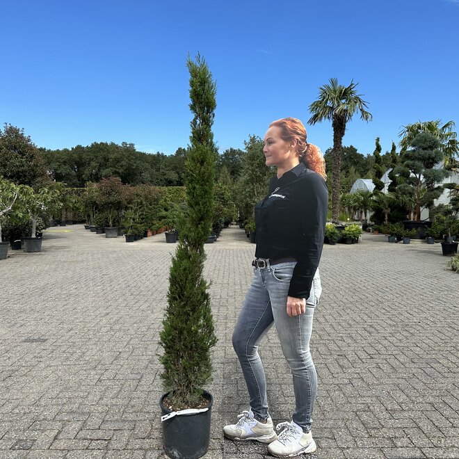 Cupressus sempervirens Pyramidalis 150/175 cm