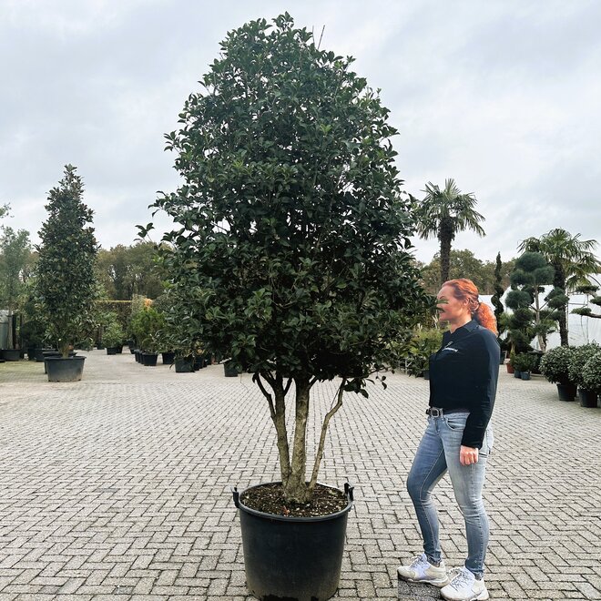 Meerstammige Osmanthus ilicifolius (Schijnhulst) 250/300 cm