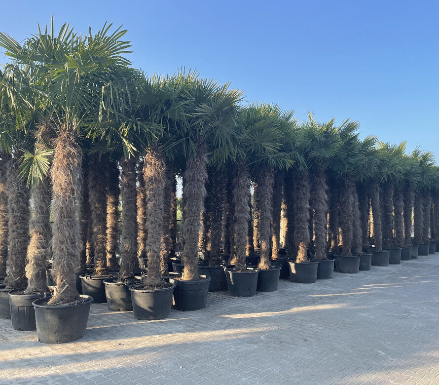 Trachycarpus fortunei