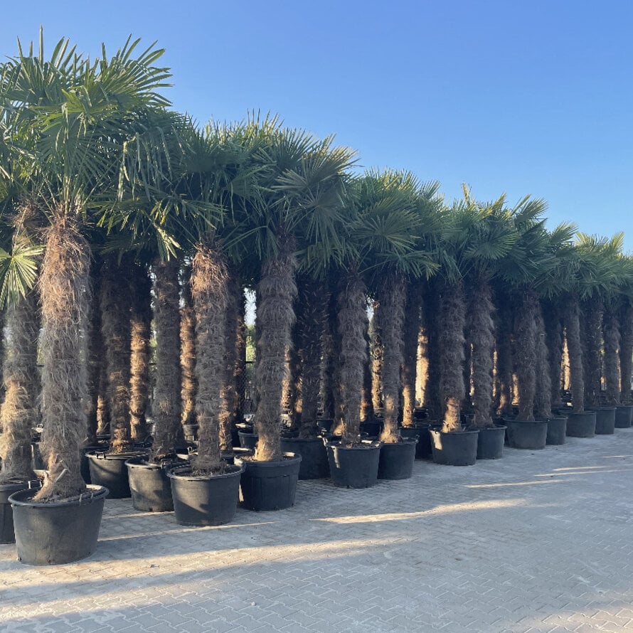 Trachycarpus fortunei