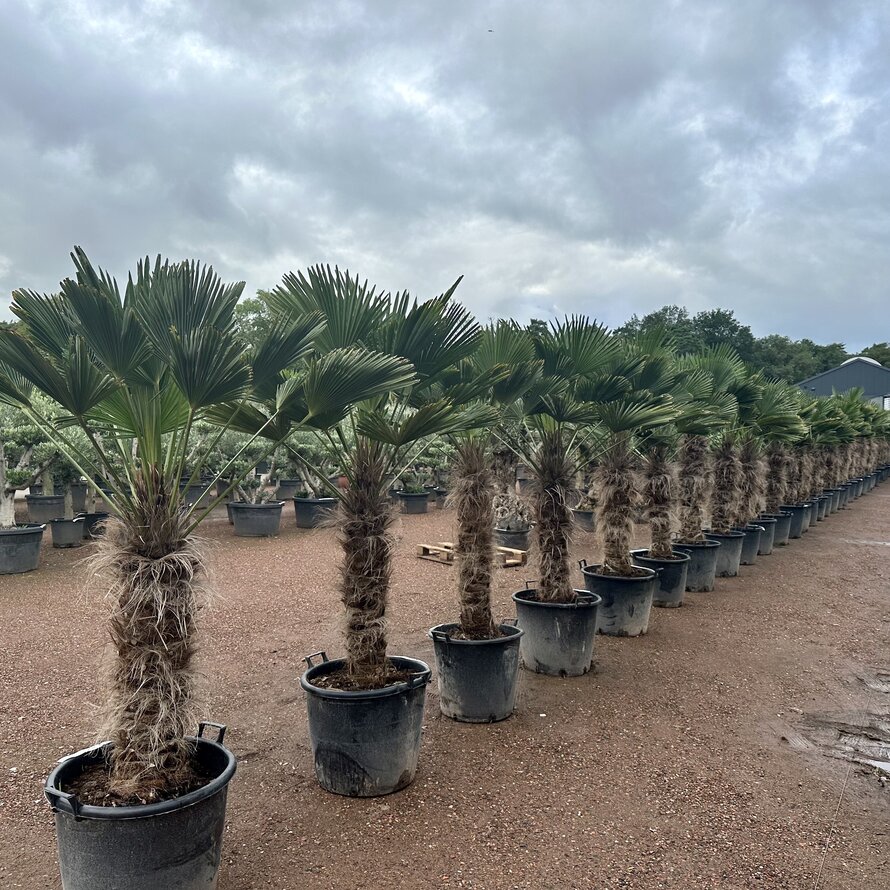 Trachycarpus wagnerianus