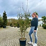 Kurkeik (Quercus suber) 140/160 cm