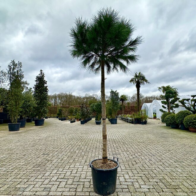 Pinus pinea 14/16 cm stamomtrek op stam (Pijnboom/Parasolden)