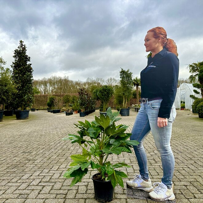 Fatsia japonica 60-80 cm planthoogte (Vingerplant)