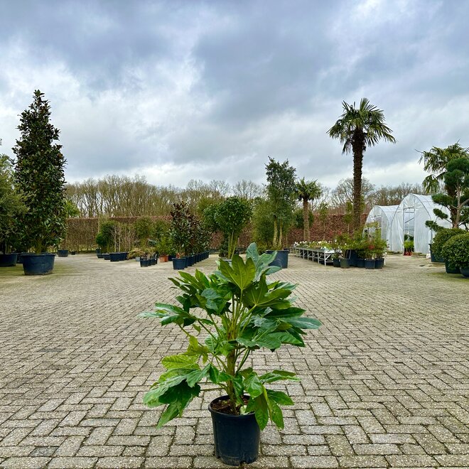 Fatsia japonica 60-80 cm planthoogte (Vingerplant)