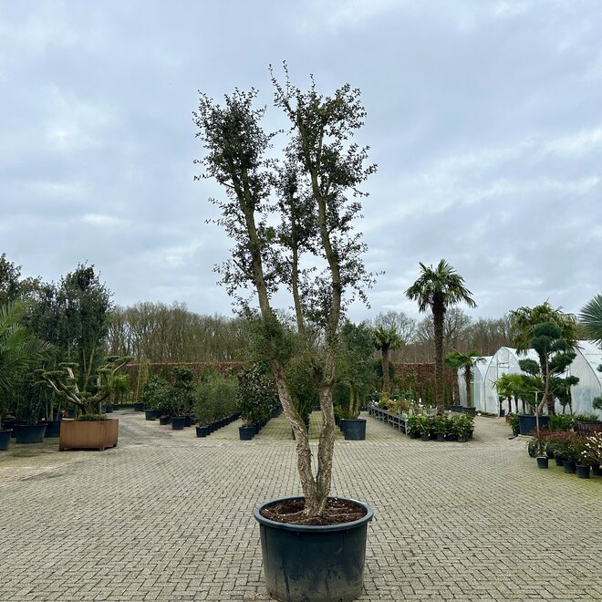 Kurkeik (Quercus suber) 60/80 cm stamomtrek dubbelstam