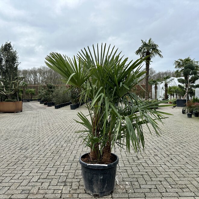 Trachycarpus fortunei (Chinese henneppalm) - multistam