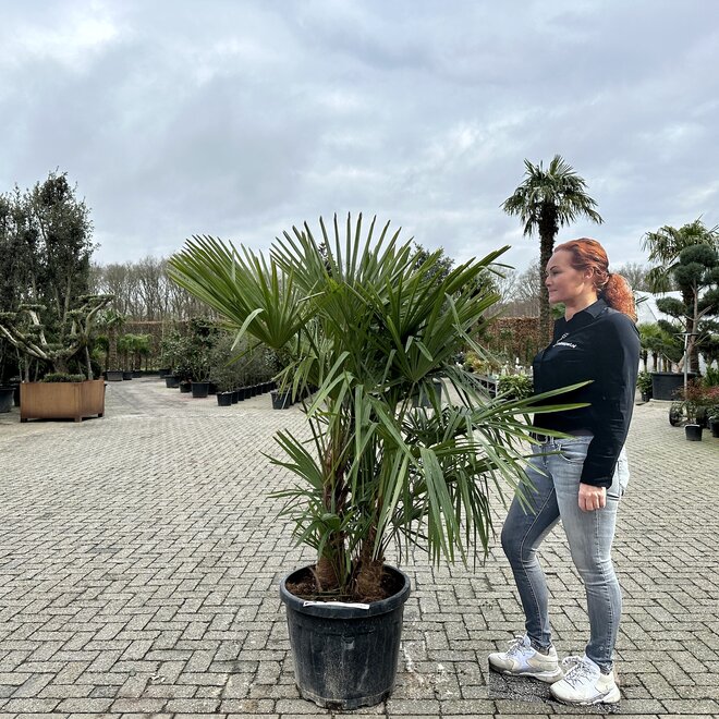 Trachycarpus fortunei (Chinese henneppalm) - multistam