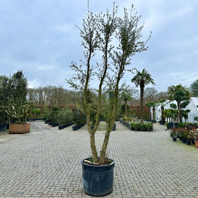 Kurkeik (Quercus suber) meerstammig 350/400 cm