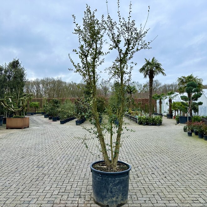 Kurkeik (Quercus suber) meerstammig 300/350 cm