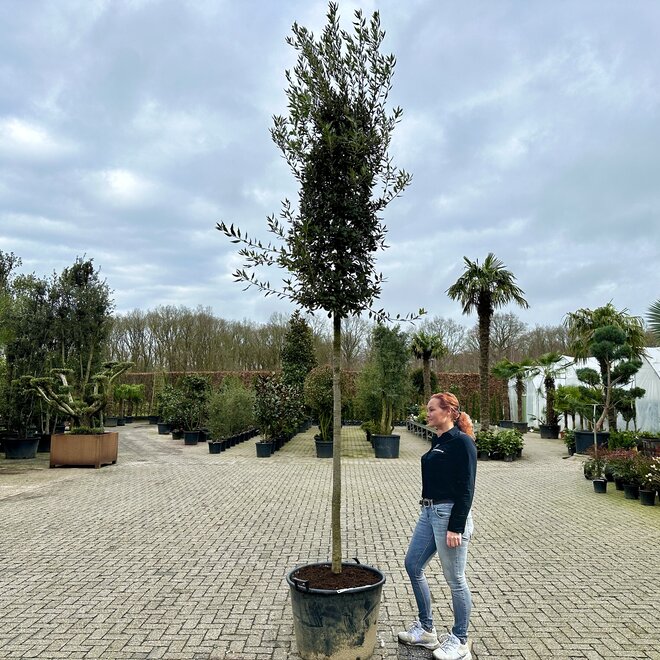 Steeneik (Quercus ilex)  16-18 cm stamomtrek