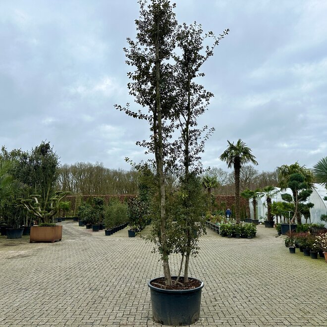 Meerstammige steeneik (Quercus ilex) - 450/500 cm