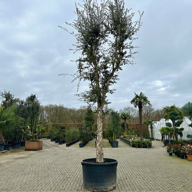 Kurkeik (Quercus suber) 60/80 cm stamomtrek