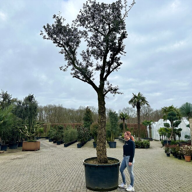 Kurkeik (Quercus suber) 80/100 cm stamomtrek
