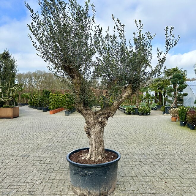 Olijfboom (Olea europaea) 60/80 cm stamomtrek  - verdial