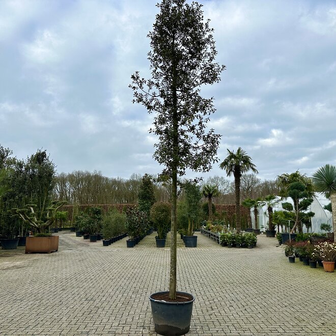 Steeneik (Quercus ilex) 20/25 cm losse kroon