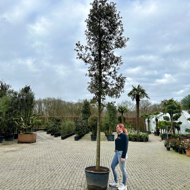 Steeneik (Quercus ilex) 20/25 cm losse kroon