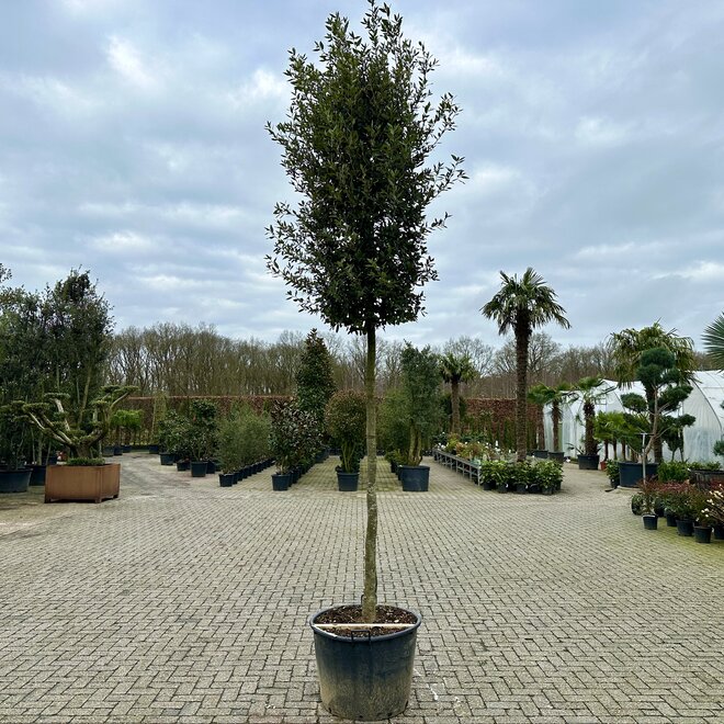 Steeneik (Quercus ilex) 18-22 cm stamomtrek