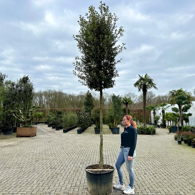 Steeneik (Quercus ilex) 18-22 cm stamomtrek