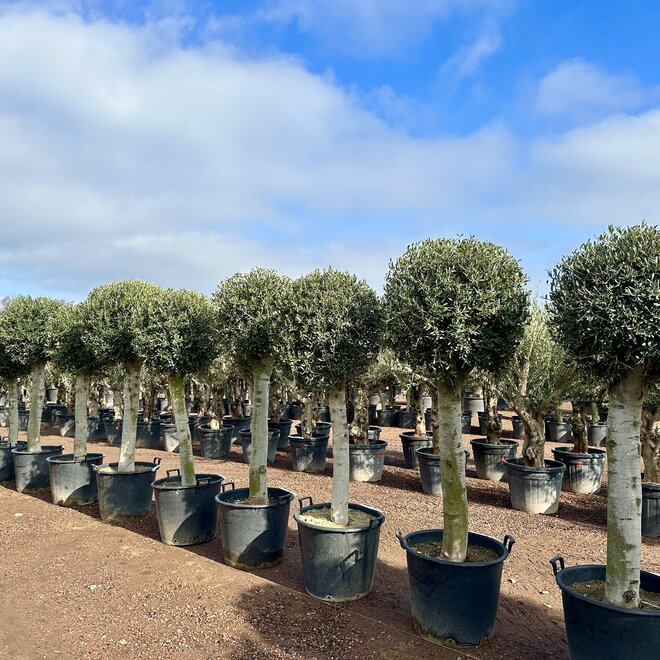 Olijfboom (Olea europaea) 35/40 cm stamomtrek