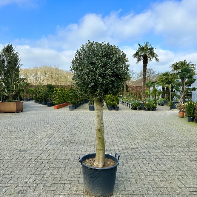 Olijfboom (Olea europaea) 35/40 cm stamomtrek bolkroon