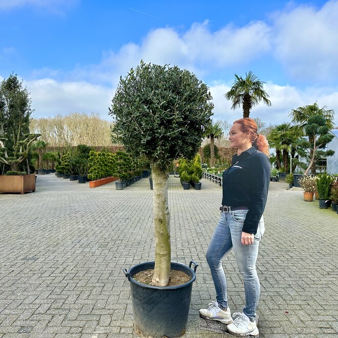 Olijfboom (Olea europaea) 35/40 cm stamomtrek bolkroon