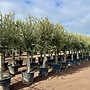 Olijfboom (Olea europaea) 30/40 cm Arbequina