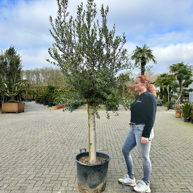 Olijfboom (Olea europaea) 30/40 cm Arbequina