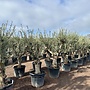 Olijfboom (Olea europaea) 40/50 cm stamomtrek Hojiblanca - Grillige stam