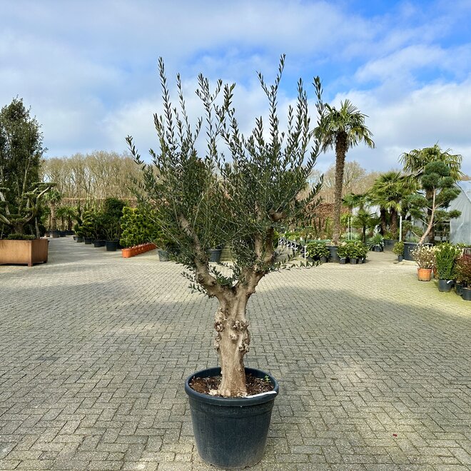 Olijfboom (Olea europaea) 40/50 cm stamomtrek Hojiblanca - Grillige stam
