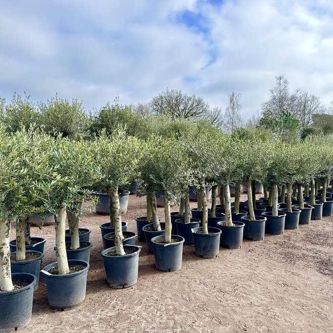 Olijfboom (Olea europaea) 20/30 cm stamomtrek  - lage stam