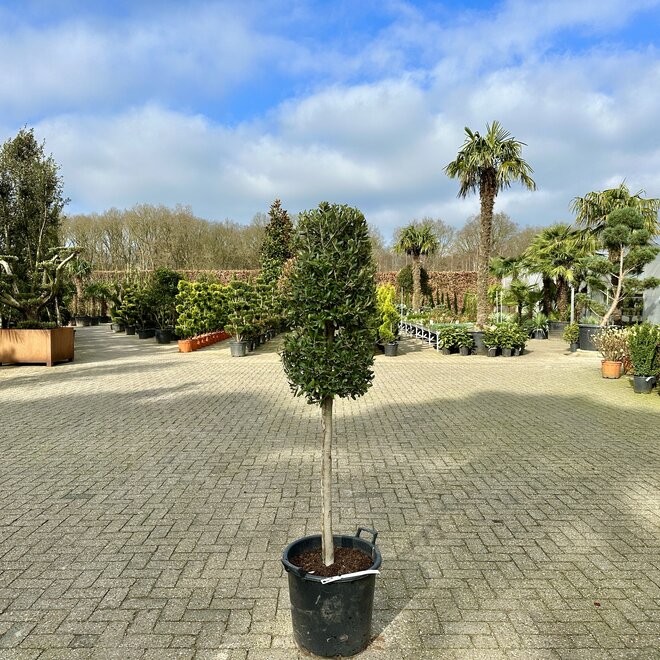 Olijfboom (Olea europaea) op stam - Cilinderkroon