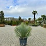 Yucca rostrata 60/80 cm