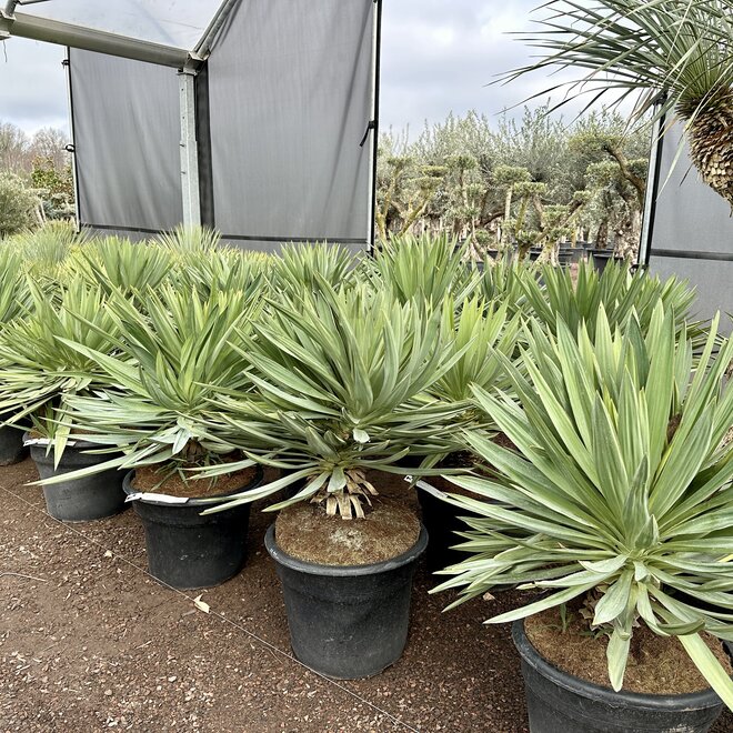 Yucca gloriosa Lone Star