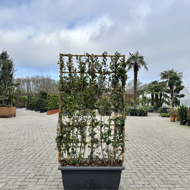 Quercus ilex wintergroene leischermen